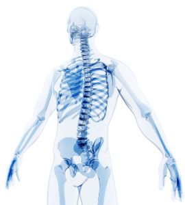 human body transparent
