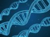 The First 3D Structure of Active DNA could Advance Stem Cell Therapies