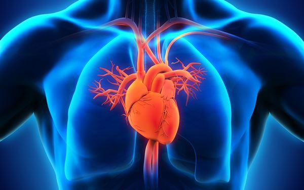 Outer Layer of Human Heart Regrown Using Stem Cells