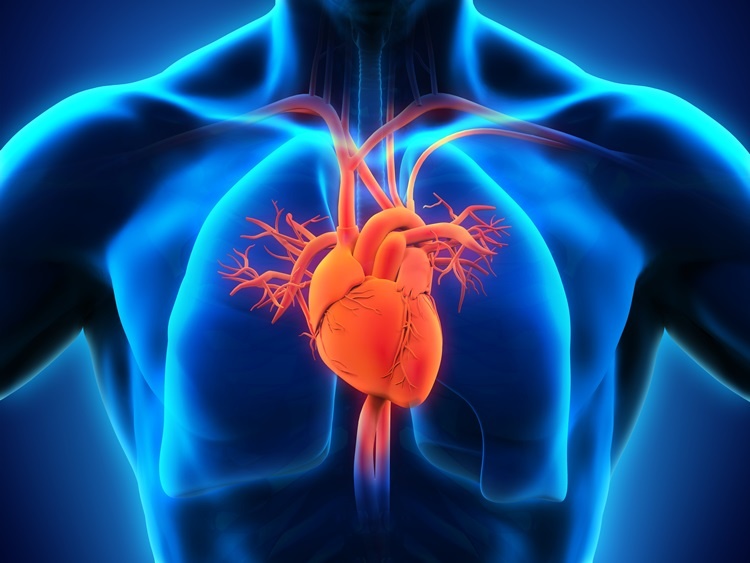 Graduate Student Attempts to Create New Heart Muscle Using Stem Cells
