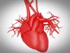 Stem Cell Research to Regrow Heart Muscle Tissue after a Heart Attack