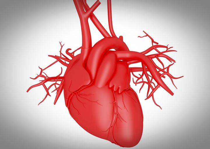 Stem Cell Research to Regrow Heart Muscle Tissue after a Heart Attack