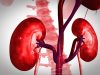 Functioning Human Mini-Kidney Grown Using Stem Cells for the First Time