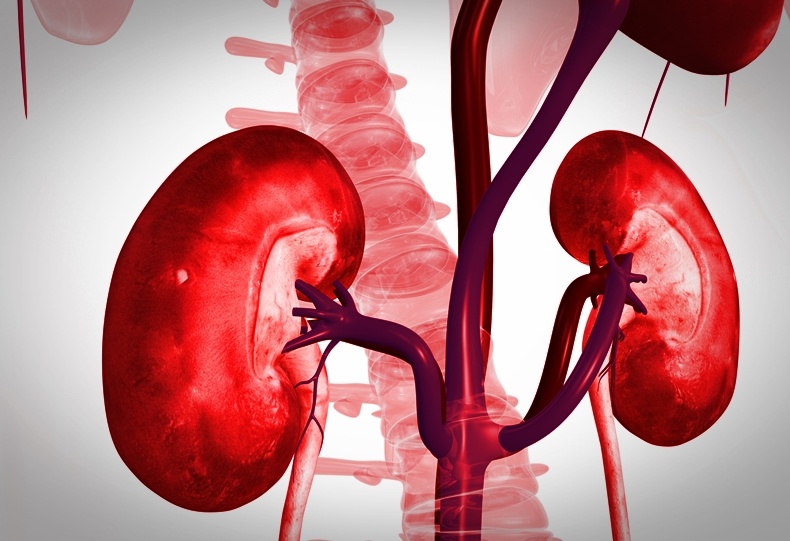 Functioning Human Mini-Kidney Grown Using Stem Cells for the First Time