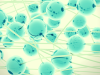 Ailing Foetuses to be treated with Stem Cells