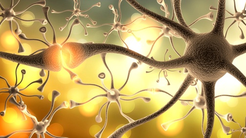 Stem Cells that Make New Neurons