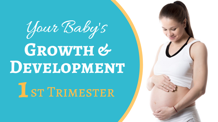 Your Baby’s Development during the First Trimester of Pregnancy