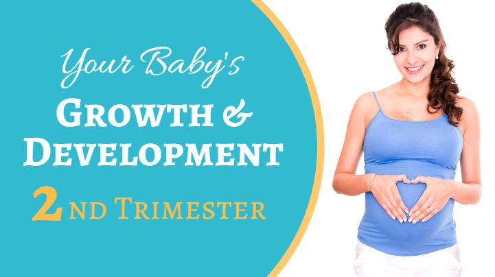 Your Baby’s Development during the Second Trimester of Pregnancy