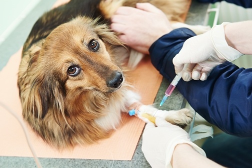 Stem cell therapy on animals