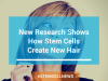 New Research Shows How Stem Cells Create New Hair