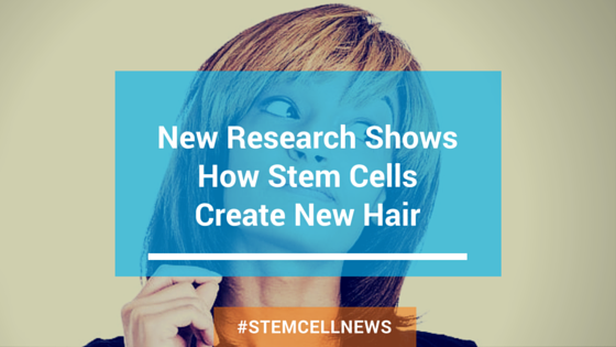 New Research Shows How Stem Cells Create New Hair