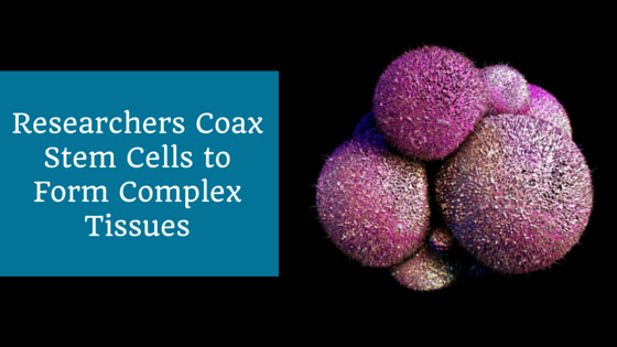 Researchers Coax Human Stem Cells to Form Complex Tissues