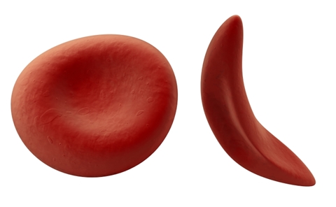 Red blood cells