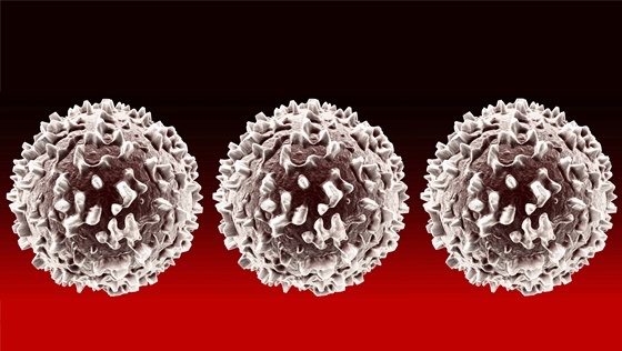 New Method for Preparing and Labeling Mesenchymal Stem Cells