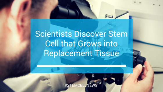 Scientists Discover Stem Cell that Grows into Replacement Tissue