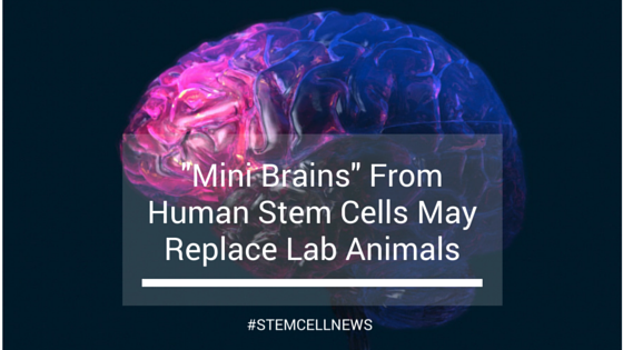 ‘Mini Brains’ From Human Stem Cells May Replace Lab Animals