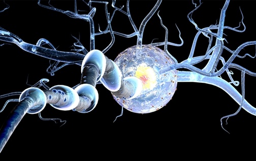 Image-Tracking Technology to Observe Neural Stem Cells