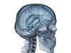 Stem Cell Research Hints at Evolution of Human Brain
