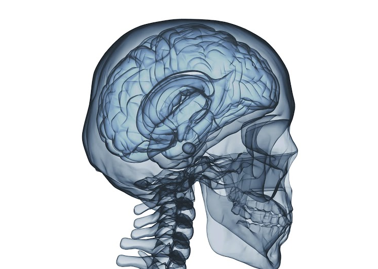 Stem Cell Research Hints at Evolution of Human Brain