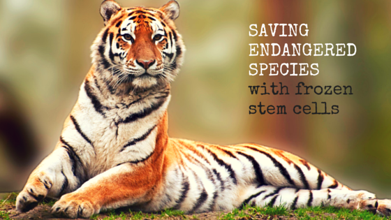 Saving Endangered Species with Frozen Stem Cells