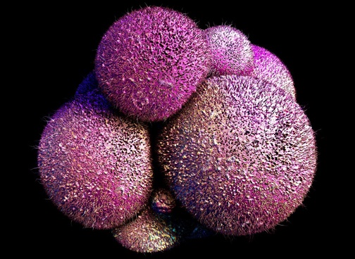 How Stem Cells Get Their Identity