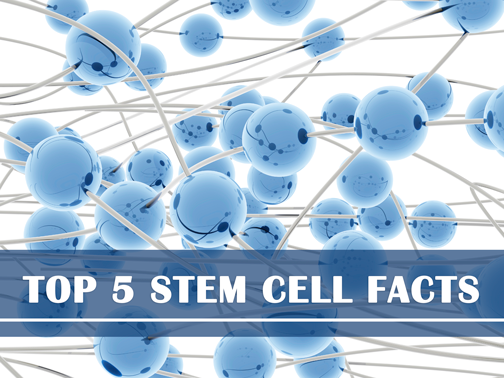 5 Interesting Stem Cell Facts
