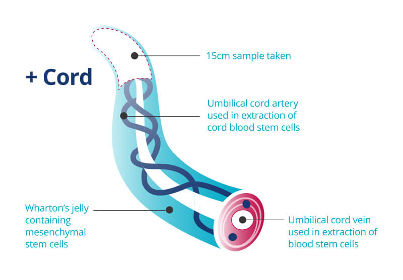 cord-tissue-c4l