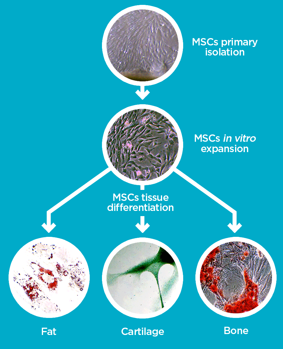 Cord-tissue-diagram